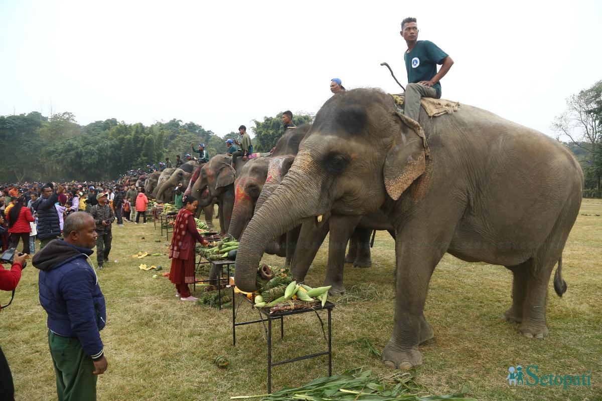 Elephant-festival-Sauraha-food_Nepal-Photo-Library10-ink-1735386930.jpeg