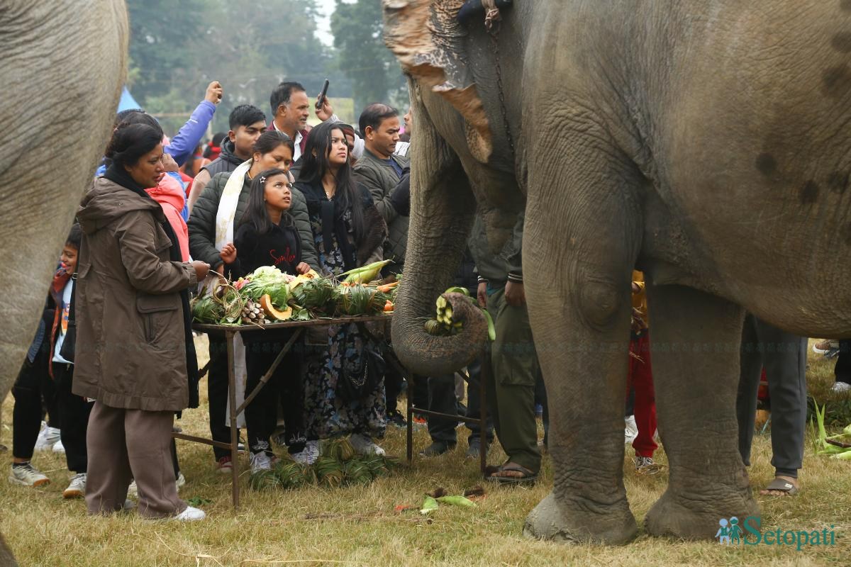 Elephant-festival-Sauraha-food_Nepal-Photo-Library12-ink-1735386931.jpeg