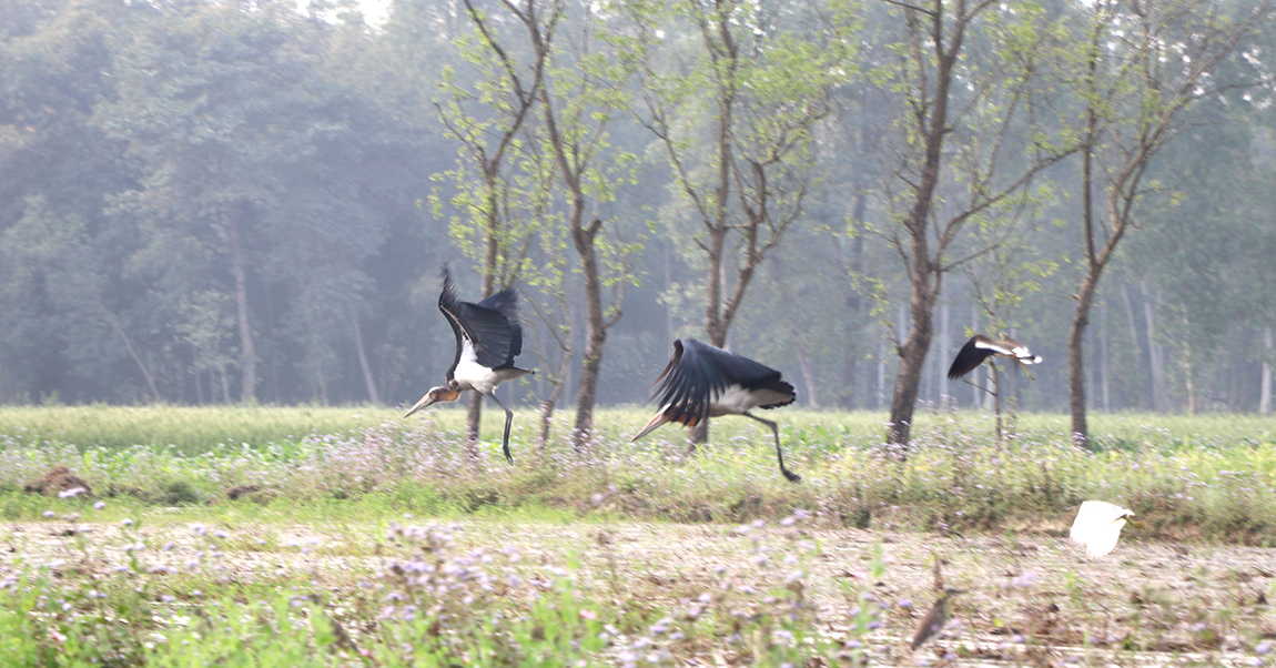 आजका तस्बिर- फागुन १४