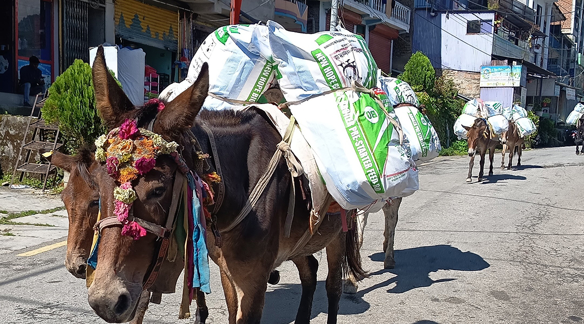 आजका तस्बिर- असोज ६