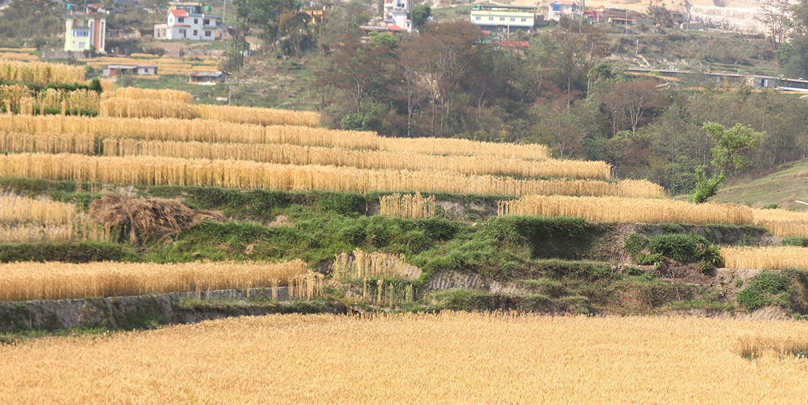 आजका तस्बिर- वैशाख १२