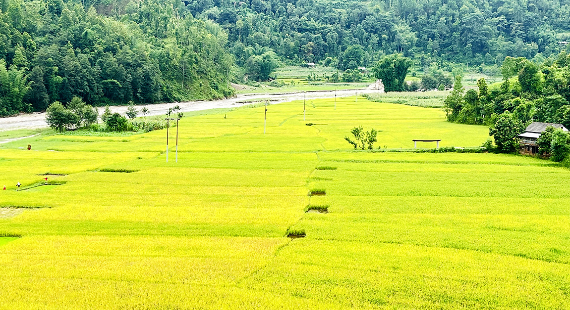 आजका तस्बिर: असार १८