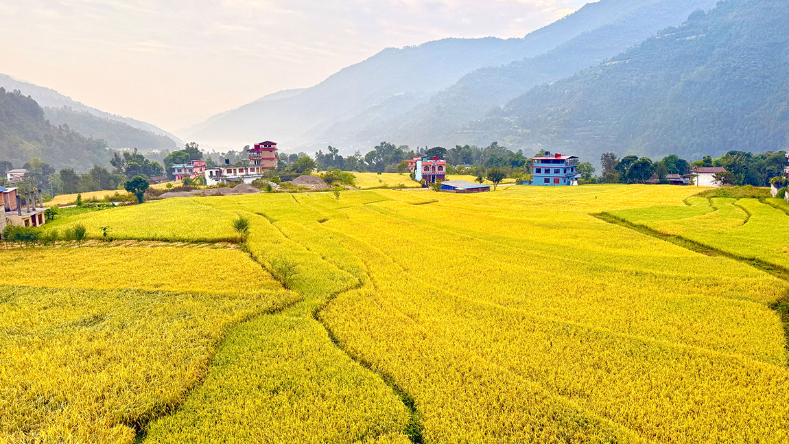 आजका तस्बिर- कात्तिक १०