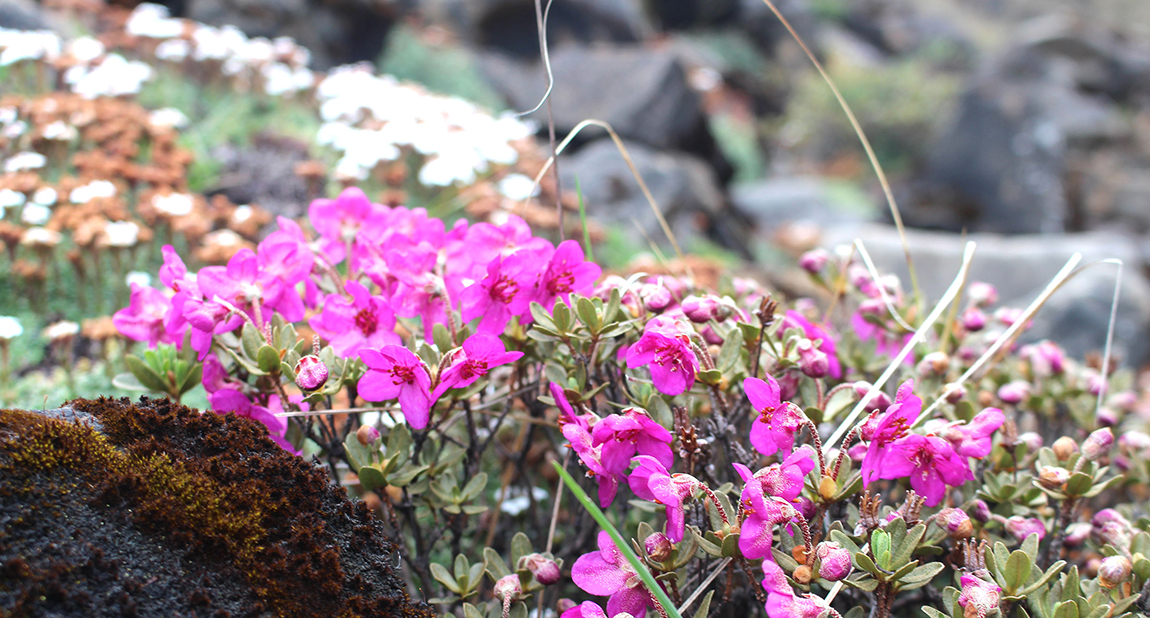 आजका तस्बिर- भदौ १७