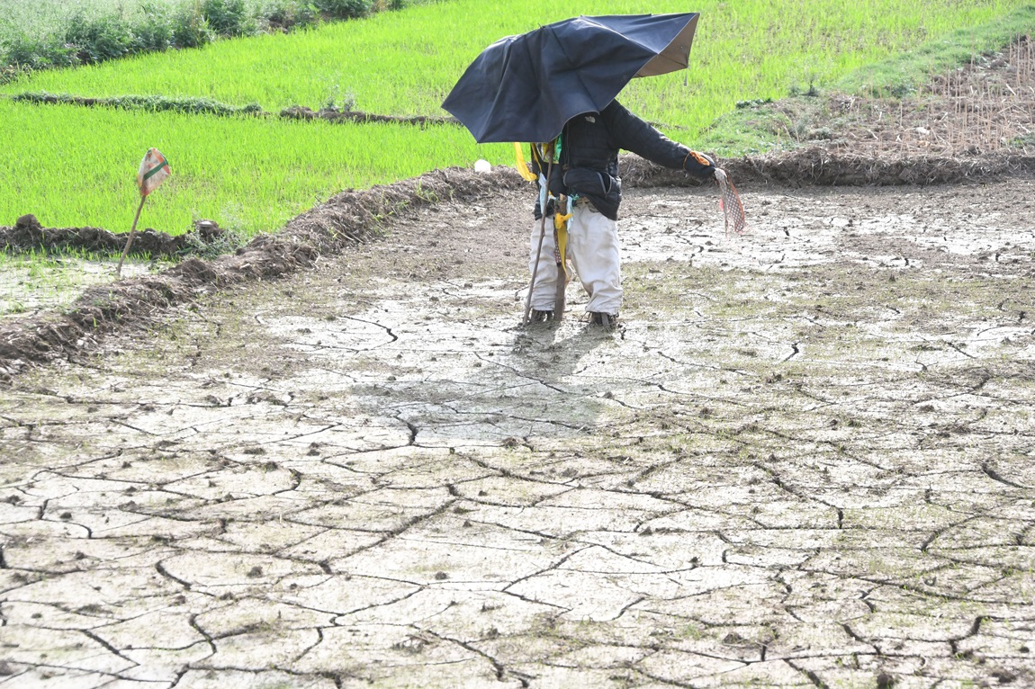 आजका तस्बिर- असार १३