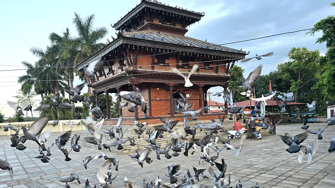 आजका तस्बिर- असार १२