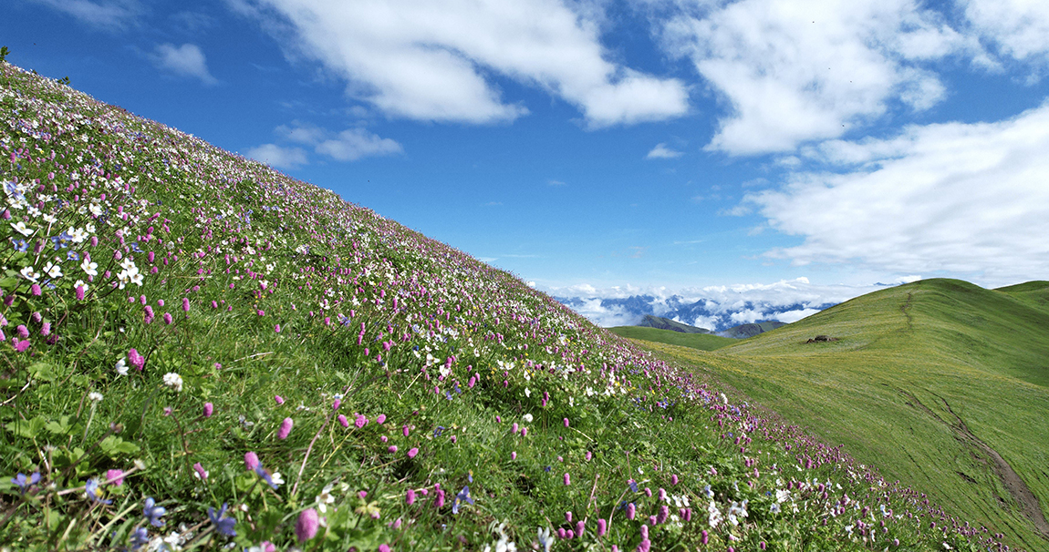 आजका तस्बिर- असार २६