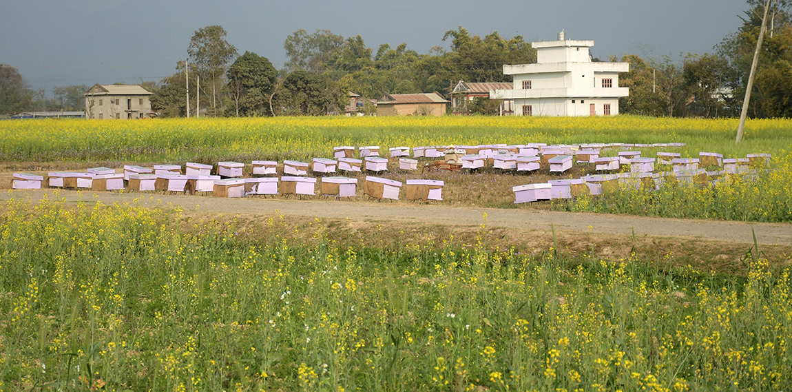 आजका तस्बिर- फागुन १३