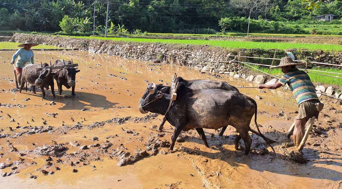 आजका तस्बिर- असार ३०