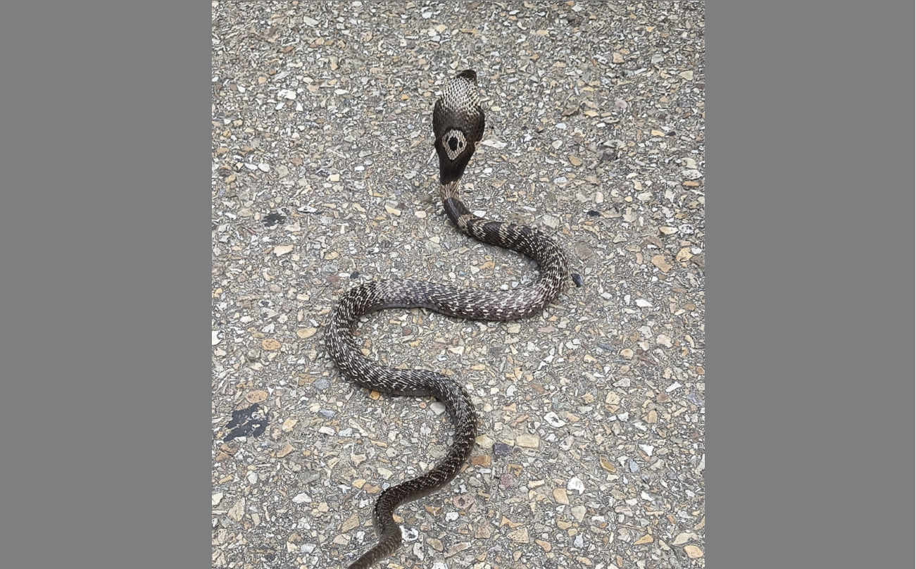 (तस्बिर: कालो गोमन/दिपक नेपाल)