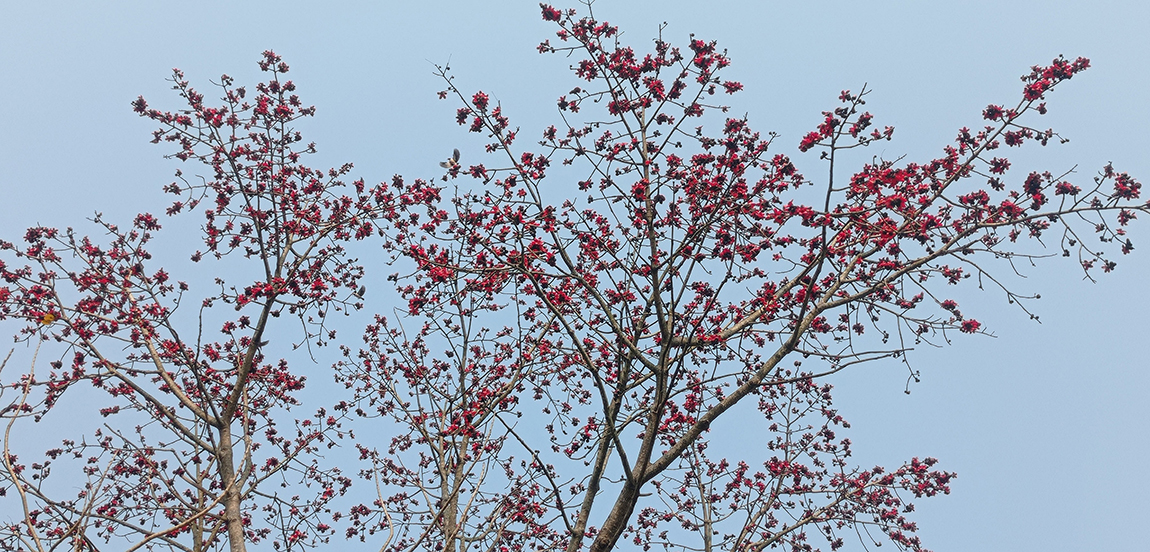 आजका तस्बिर- फागुन ५