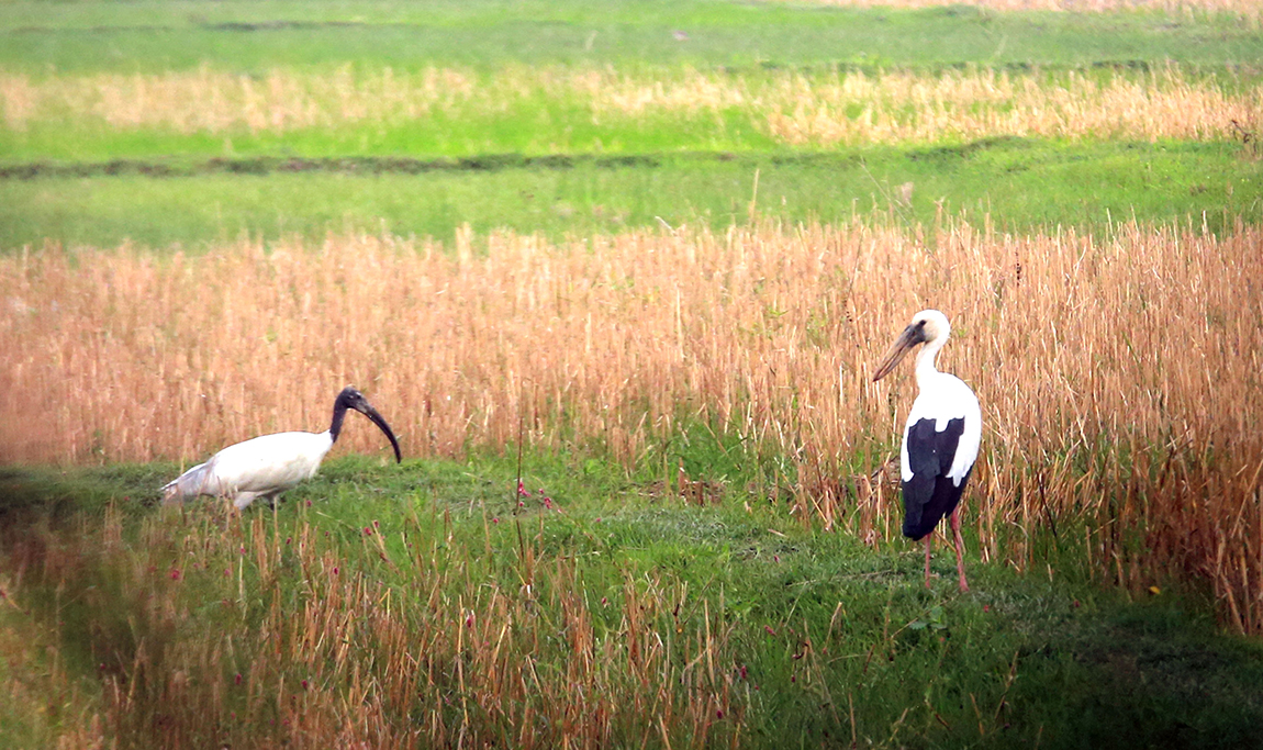 आजका तस्बिर- जेठ १४