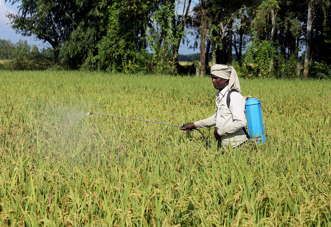 आजका तस्बिर- कात्तिक १९