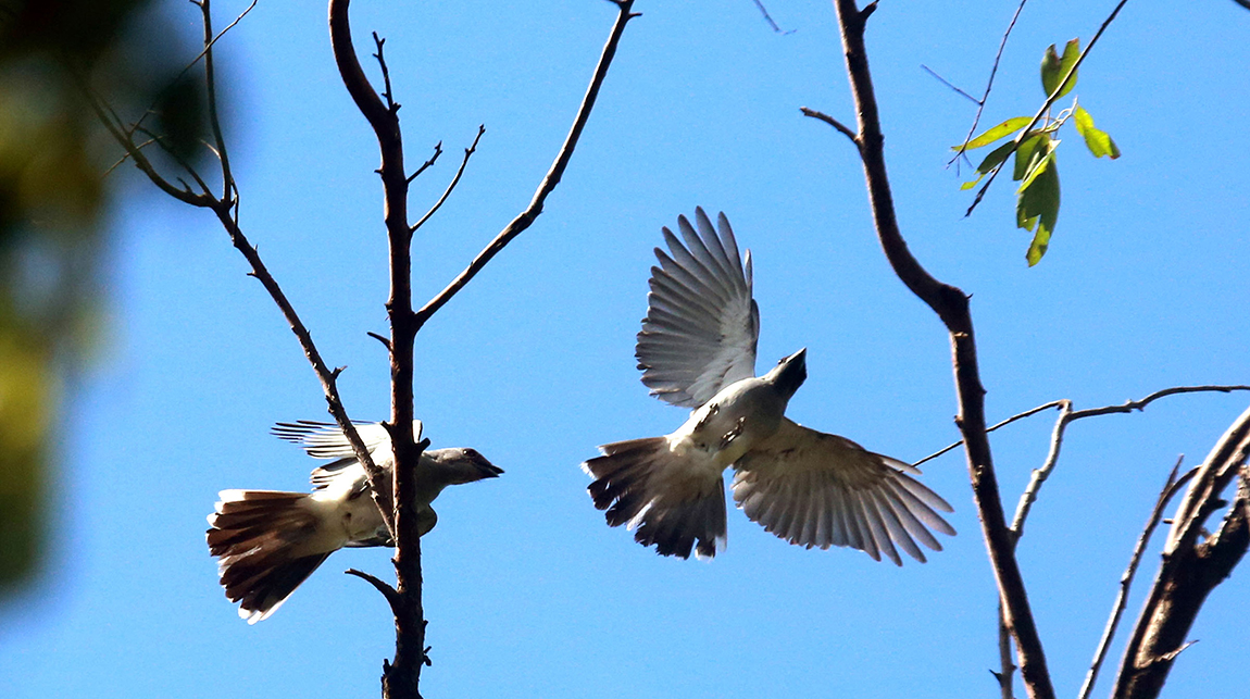 आजका तस्बिर- असार ५