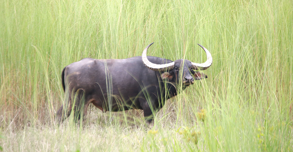 आजका तस्बिर- साउन ८