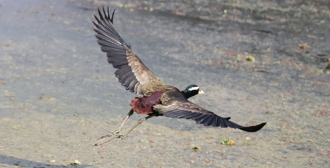 आजका तस्बिर- वैशाख २