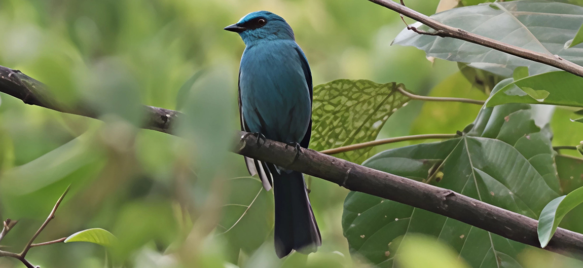 आजका तस्बिर- चैत २९