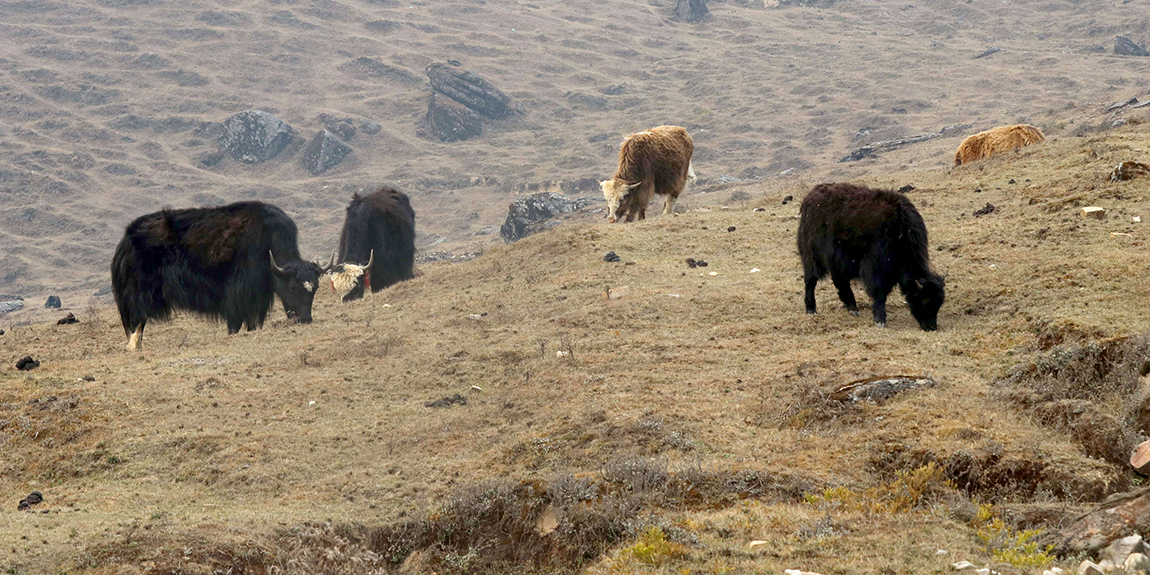 आजका तस्बिर- चैत २३