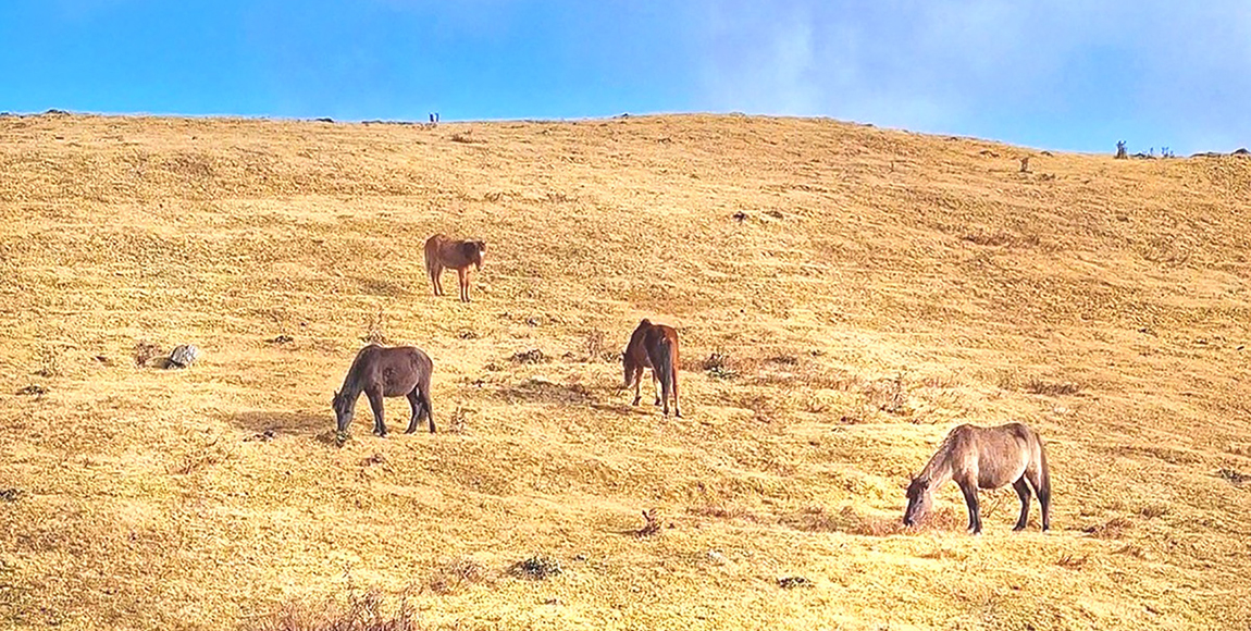 आजका तस्बिर- मंसिर ८