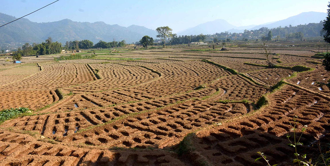 आजका तस्बिर-मंसिर २१