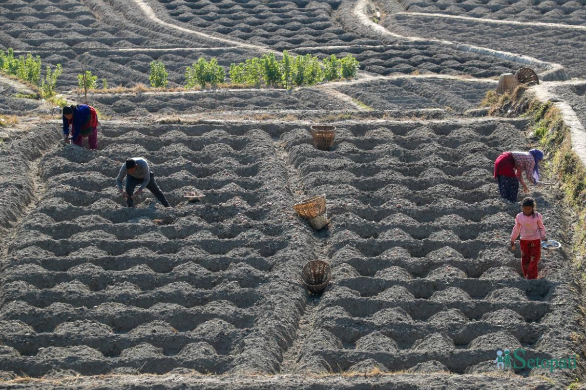 Potato-Farming,-Photo-Nepal-Photo-Library.1-ink-1736576662.jpeg