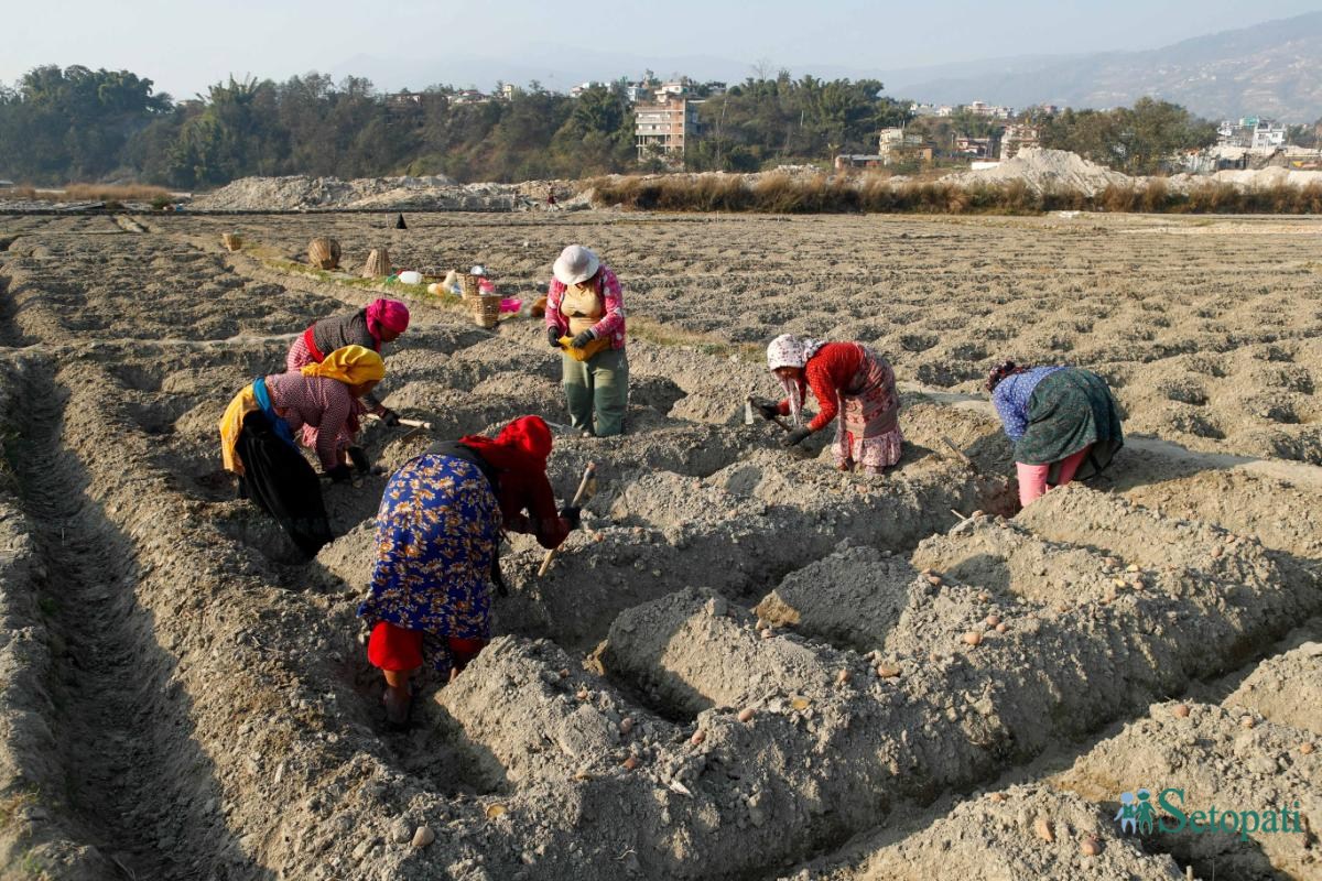 Potato-Farming,-Photo-Nepal-Photo-Library.10-ink-1736576676.jpeg