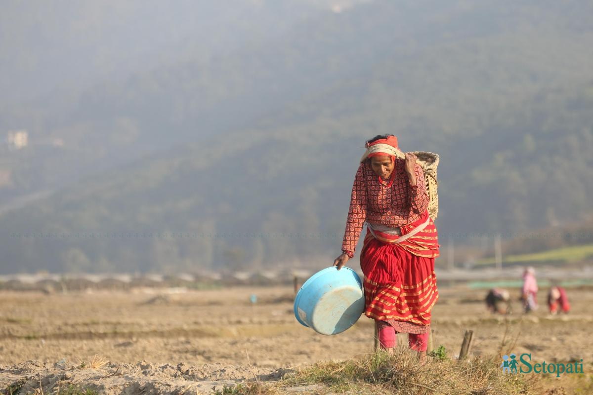 Potato-Farming,-Photo-Nepal-Photo-Library.13-ink-1736576678.jpeg