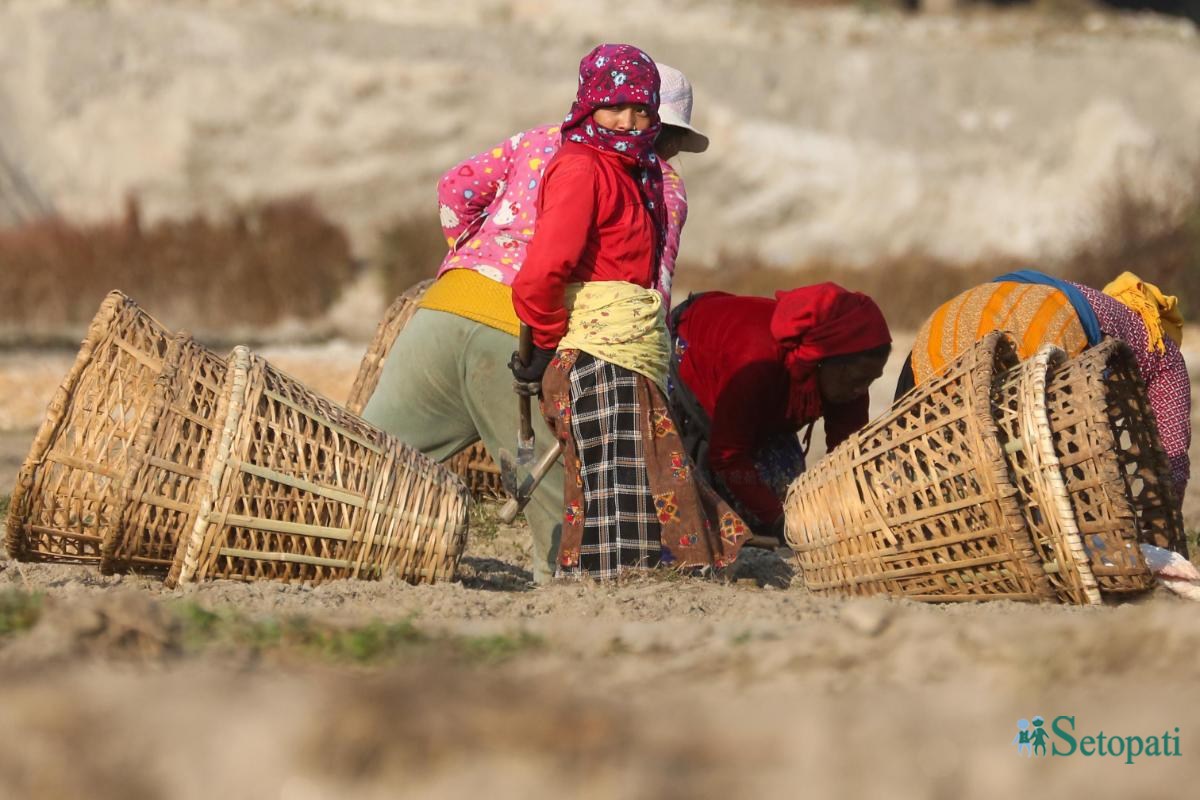 Potato-Farming,-Photo-Nepal-Photo-Library.16-ink-1736576678.jpeg