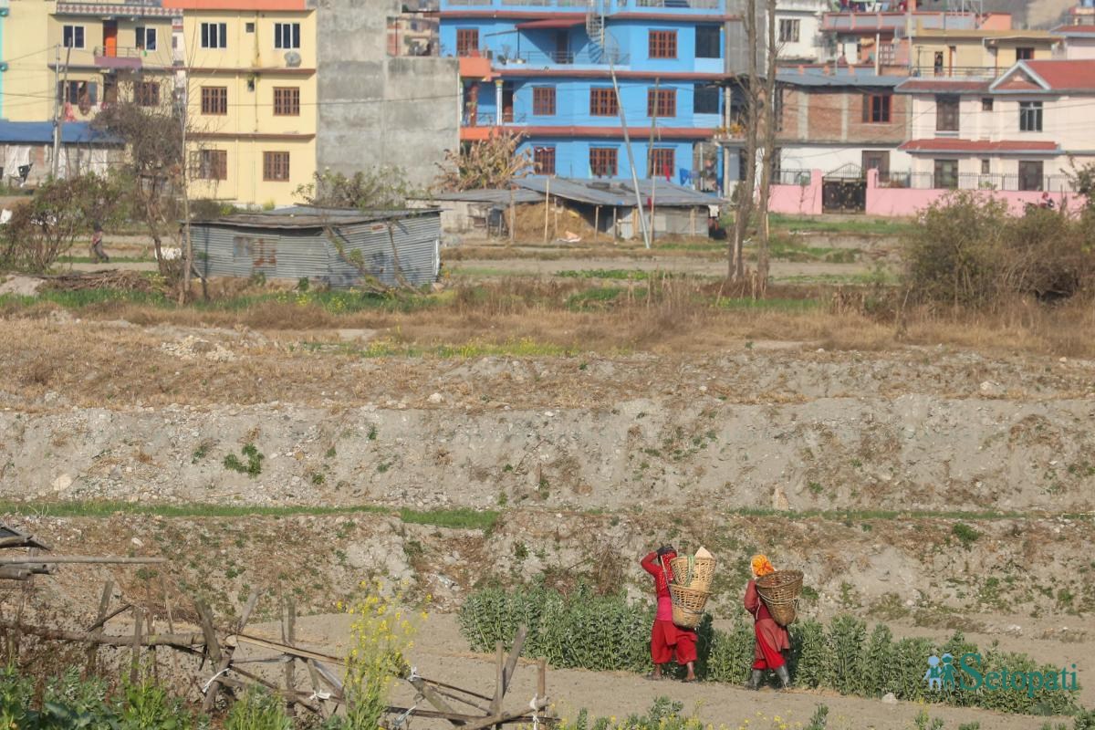 Potato-Farming,-Photo-Nepal-Photo-Library.17-ink-1736576680.jpeg