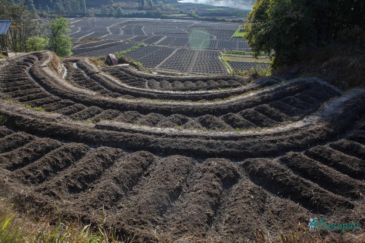 Potato-Farming,-Photo-Nepal-Photo-Library.2-ink-1736576662.jpeg