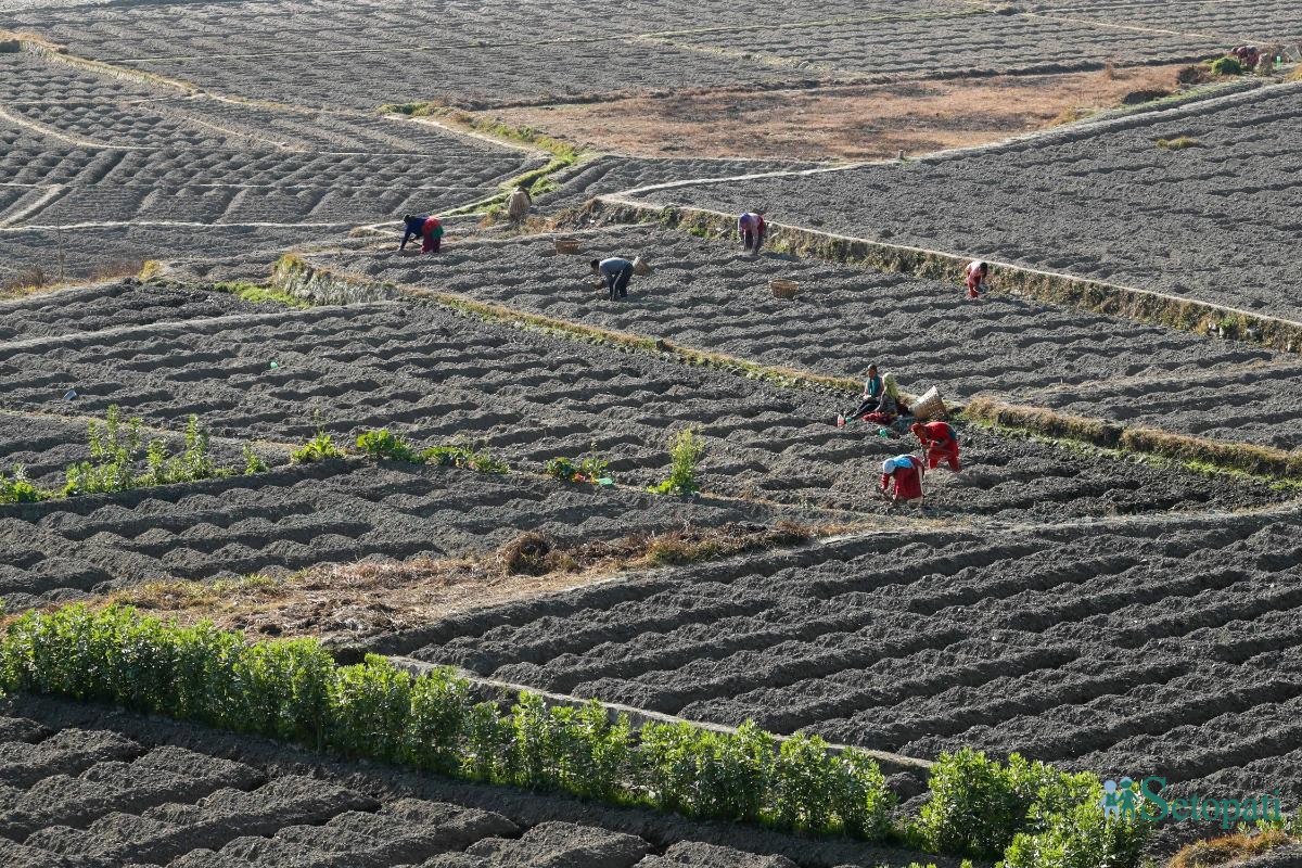 Potato-Farming,-Photo-Nepal-Photo-Library.3-ink-1736576662.jpeg