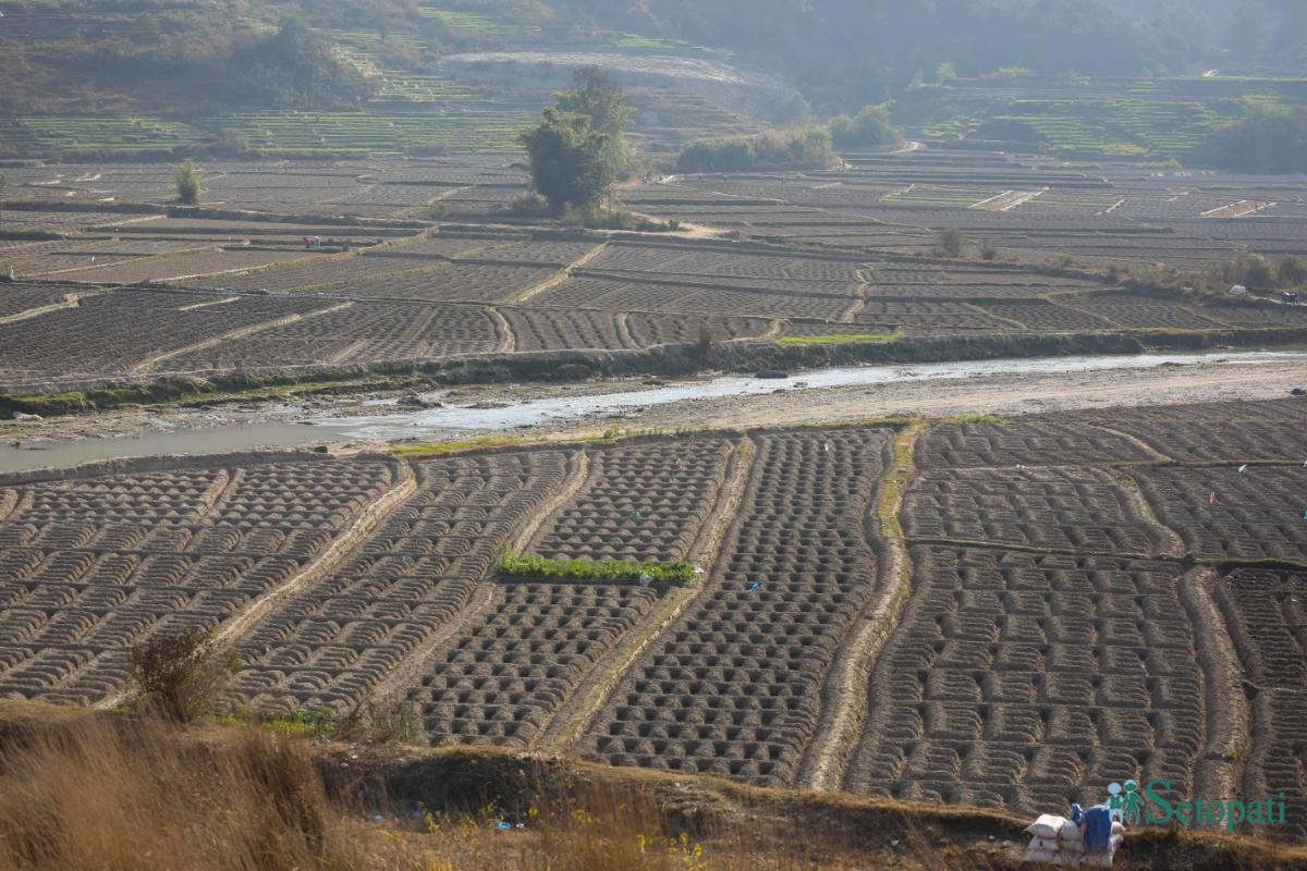 Potato-Farming,-Photo-Nepal-Photo-Library.6-ink-1736576663.jpeg