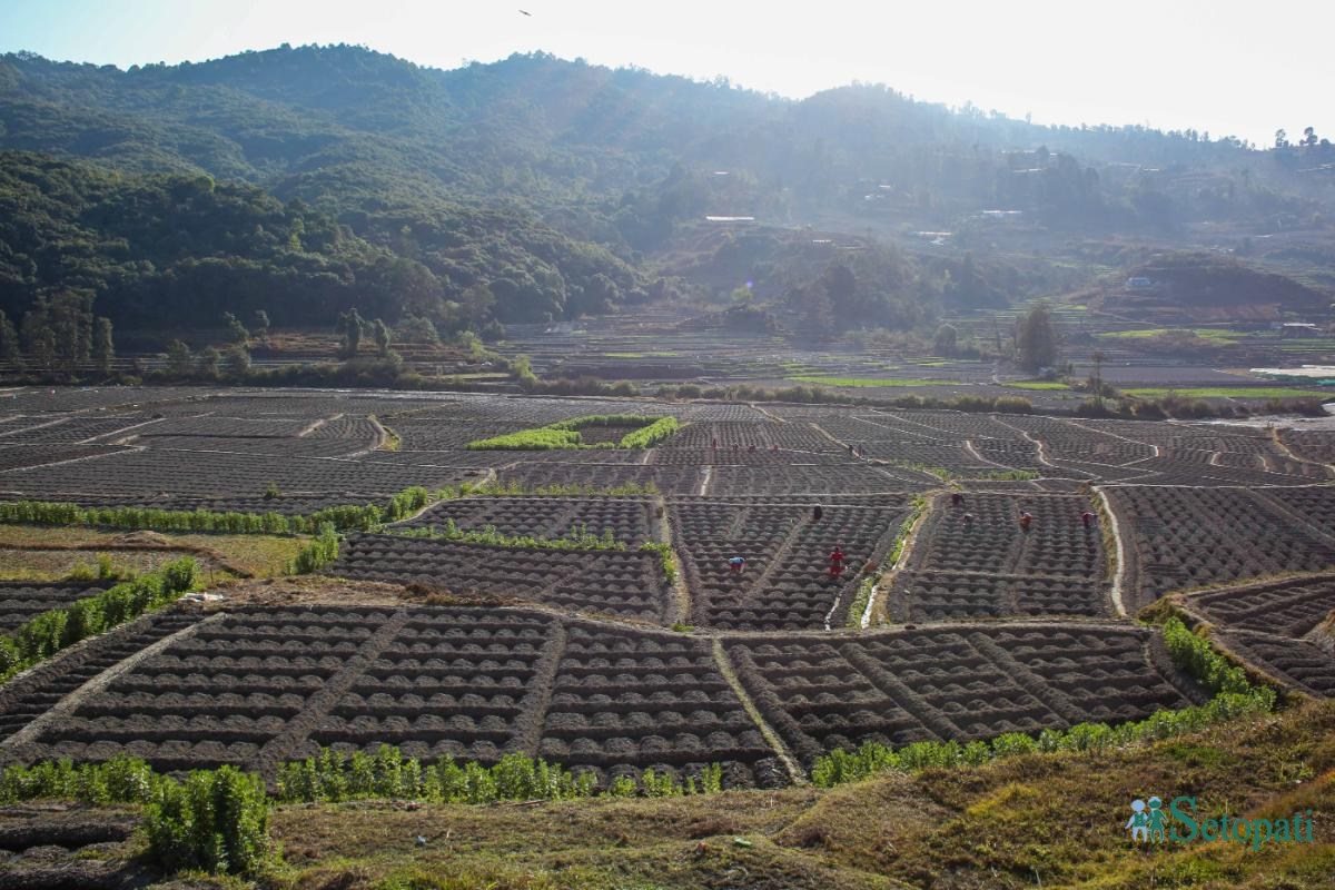 Potato-Farming,-Photo-Nepal-Photo-Library.7-ink-1736576664.jpeg