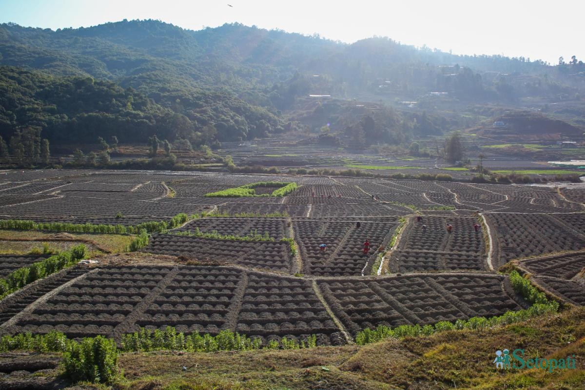 Potato-Farming,-Photo-Nepal-Photo-Library.7_1-ink-1736576664.jpeg