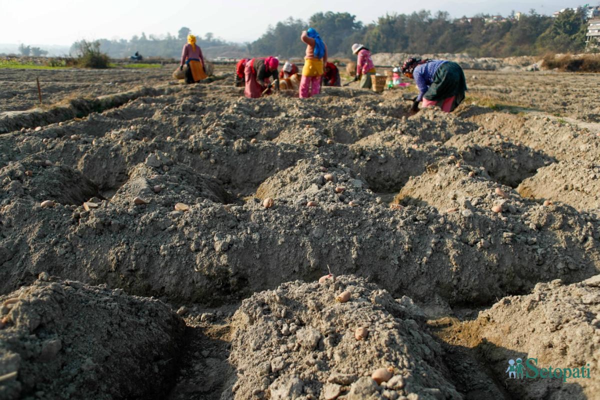 Potato-Farming,-Photo-Nepal-Photo-Library.9-ink-1736576669.jpeg