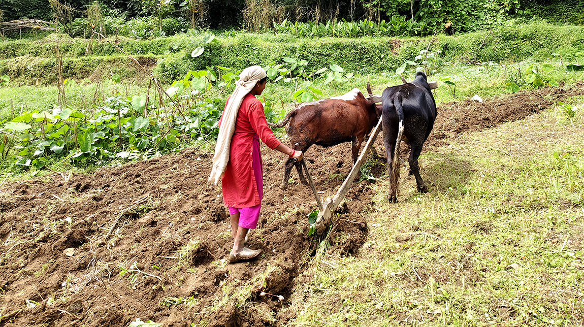 आजका तस्बिर- भदौ ३०