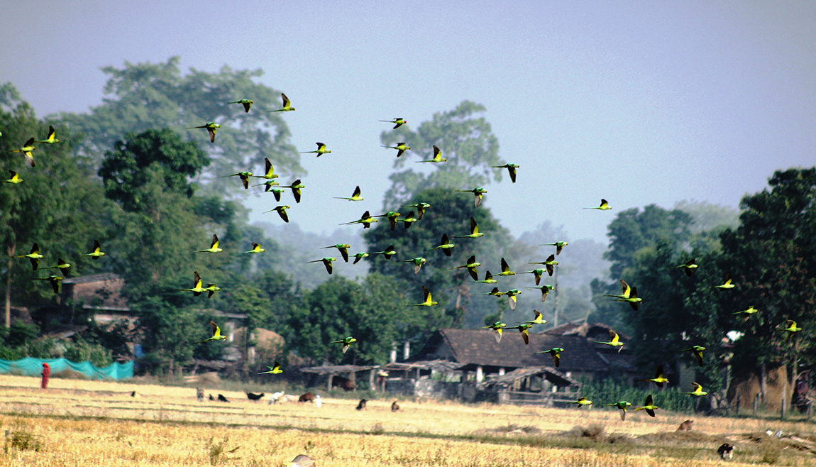 आजका तस्बिर-वैशाख १०