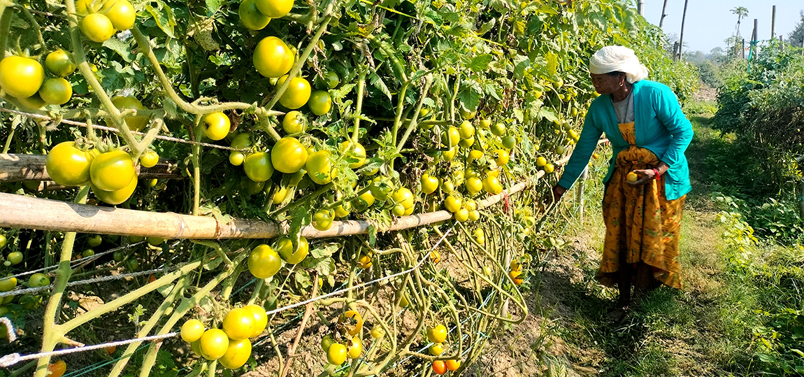 आजका तस्बिर-मंसिर २२