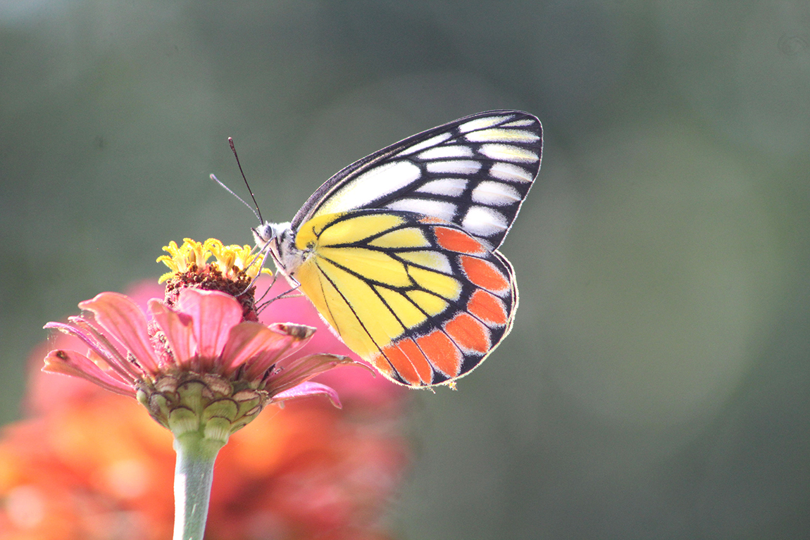 आजका तस्बिर- कात्तिक २२