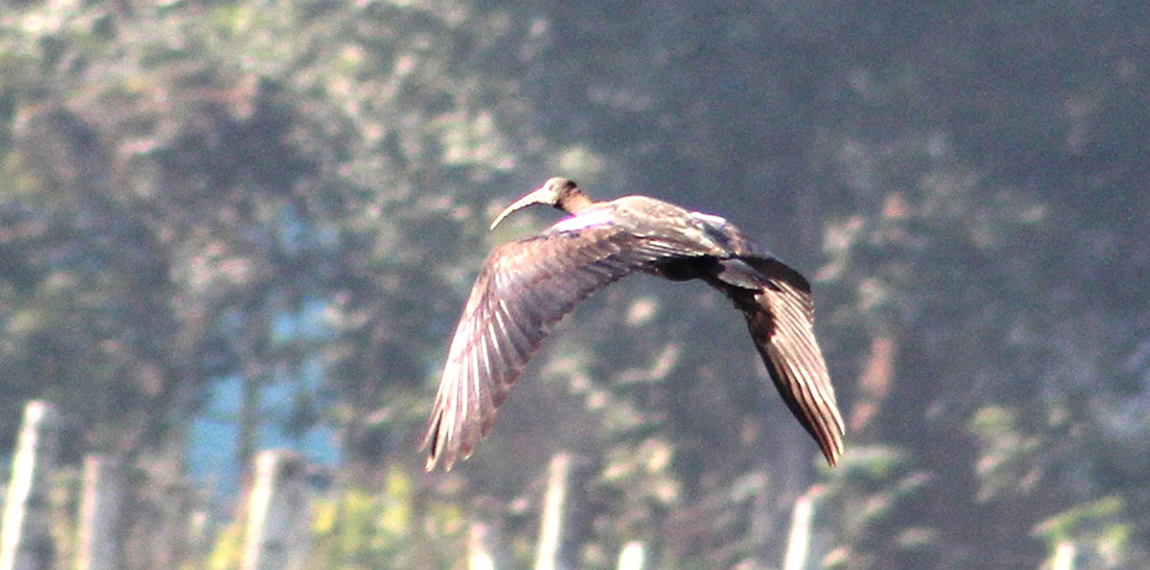 आजका तस्बिर- मंसिर १९