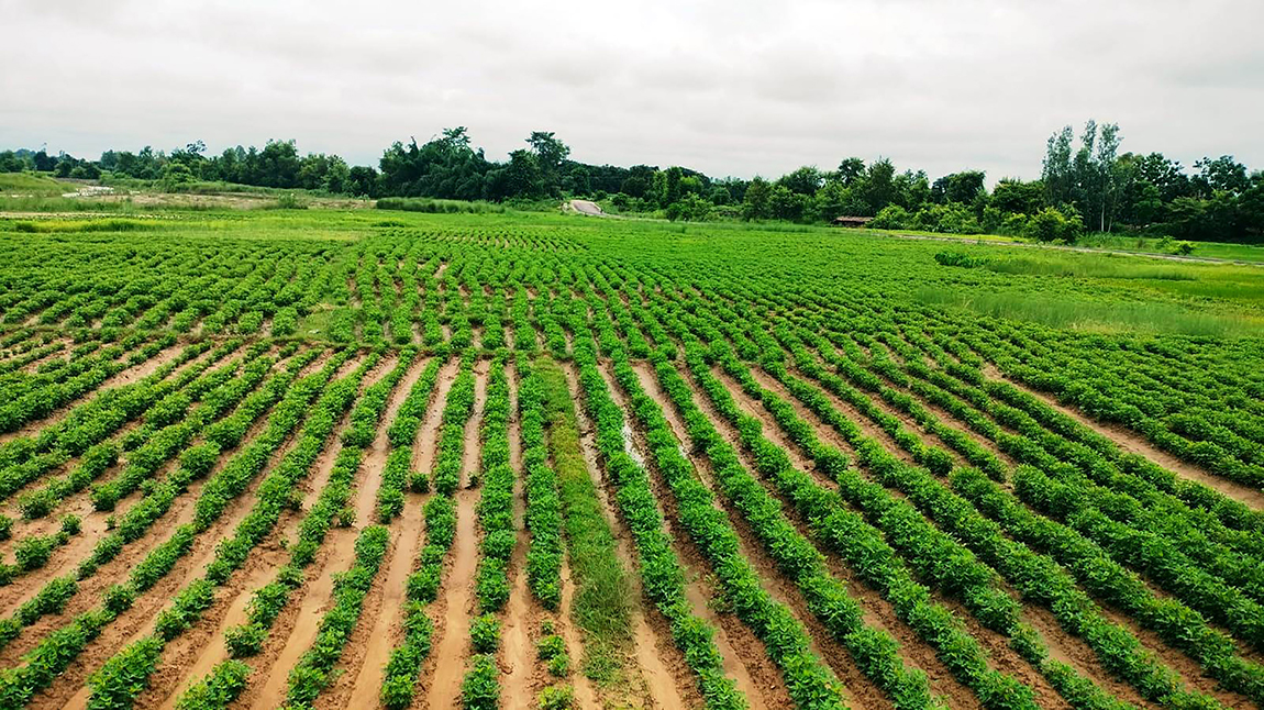 आजका तस्बिर- साउन १९