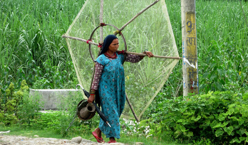 आजका तस्बिर- भदौ ६