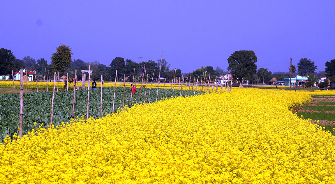 आजका तस्बिर-मंसिर २१