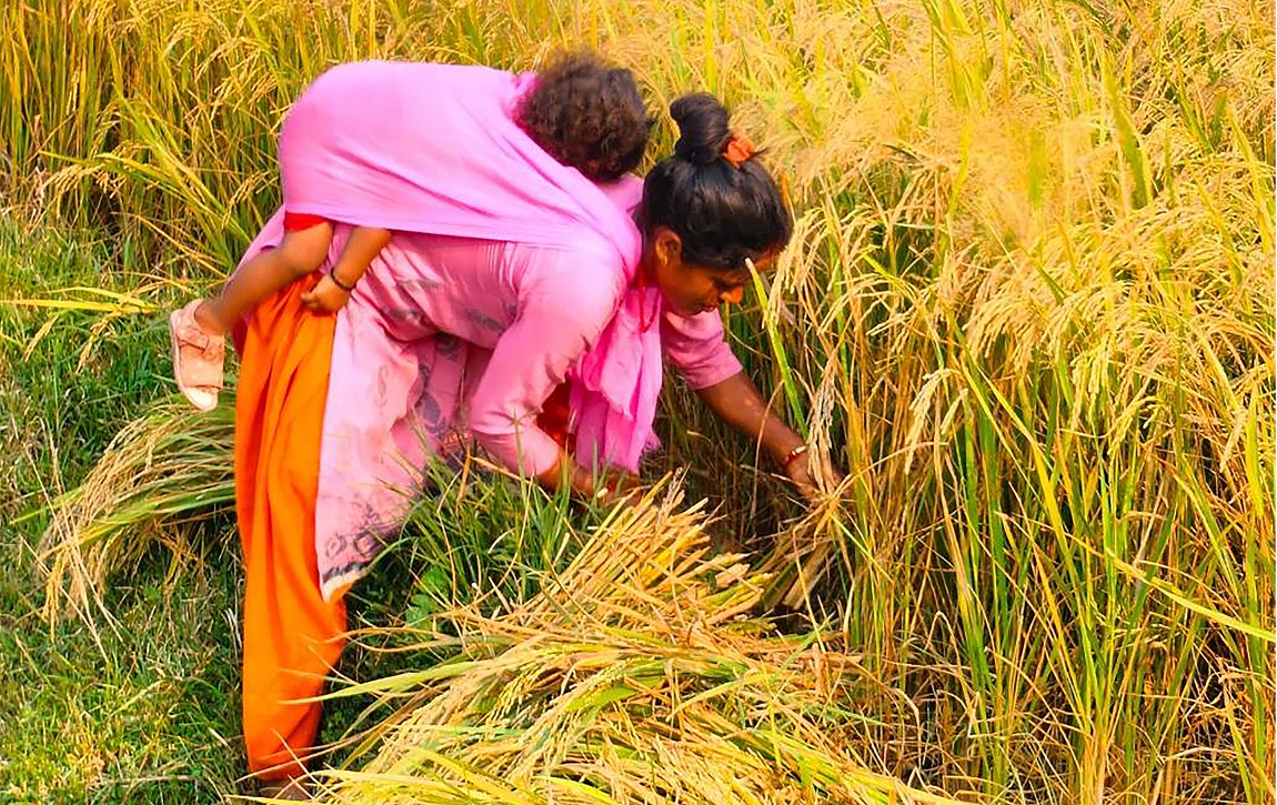 आजका तस्बिर- कात्तिक ४