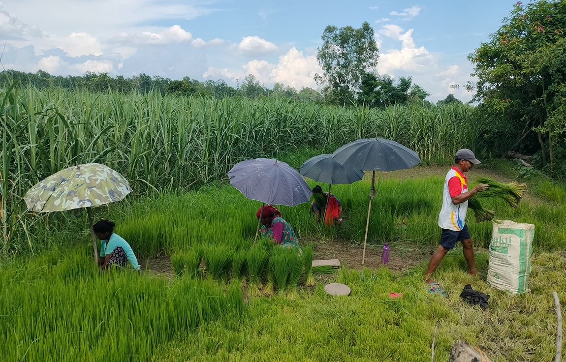 आजका तस्बिर- असार १५