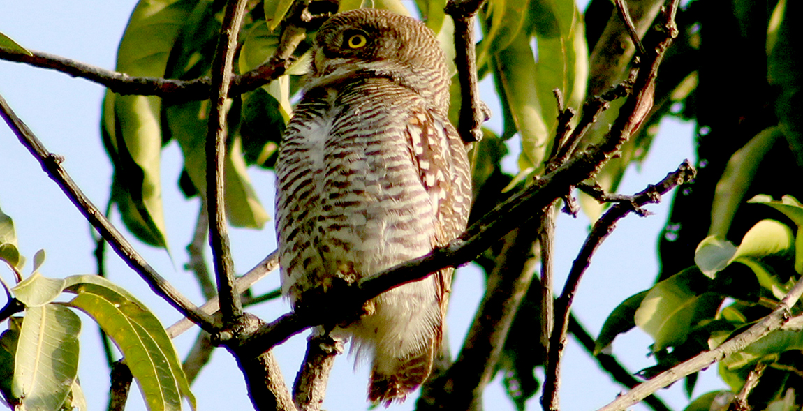 आजका तस्बिर-मंसिर २१