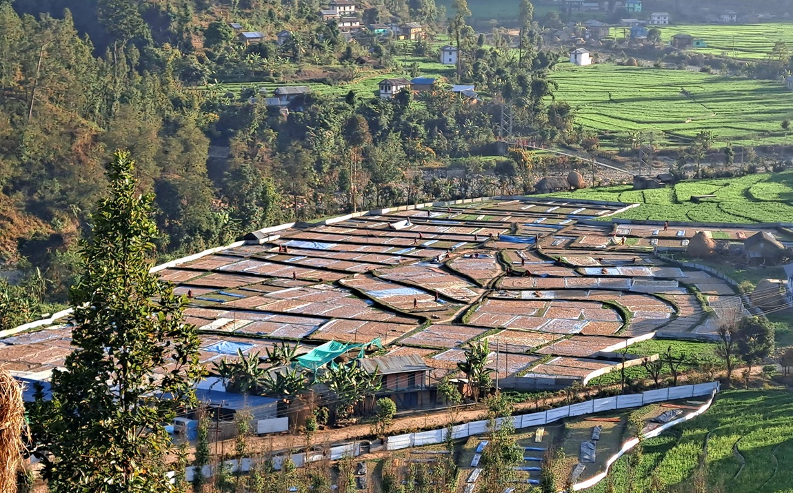 आजका तस्बिर- माघ २०