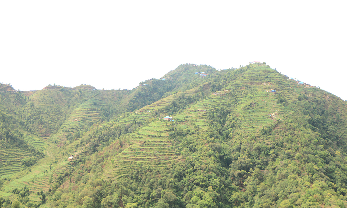 आजका तस्बिर- जेठ ७