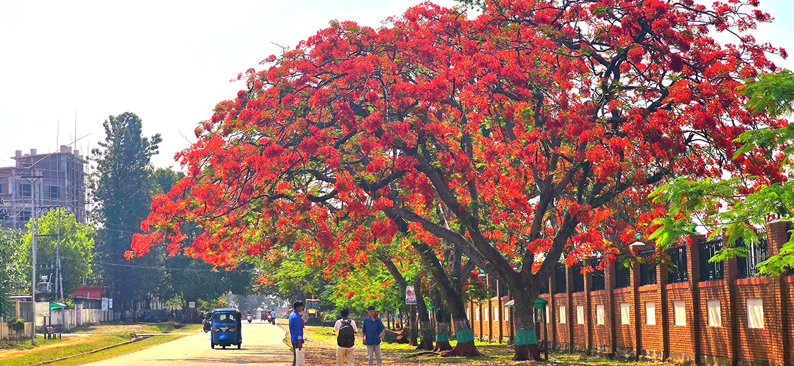 आजका तस्बिर- वैशाख २६