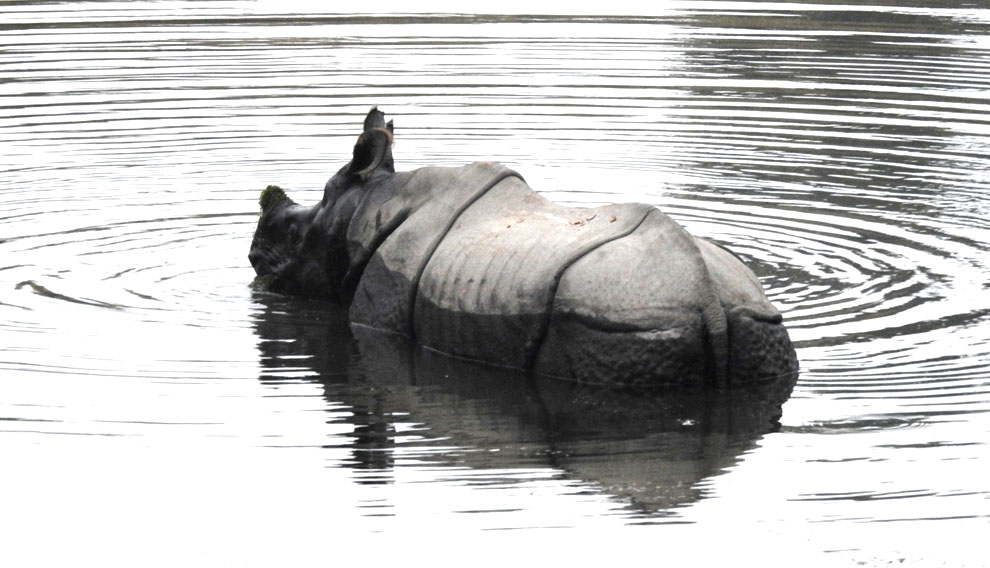 आजका तस्बिर- पुस २